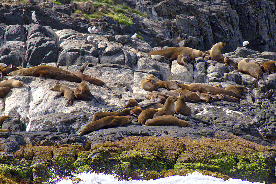 Seal Colony - Montague Island - Australia Photograph by Steven Ralser