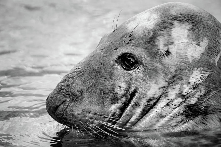 Seal Photograph by Don Johnson