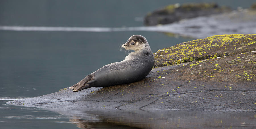 Seal Drying On The Rocks Photograph by Pete Walkden