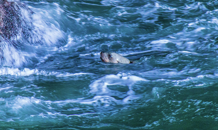 Seal in teh Water Photograph by Jonny D
