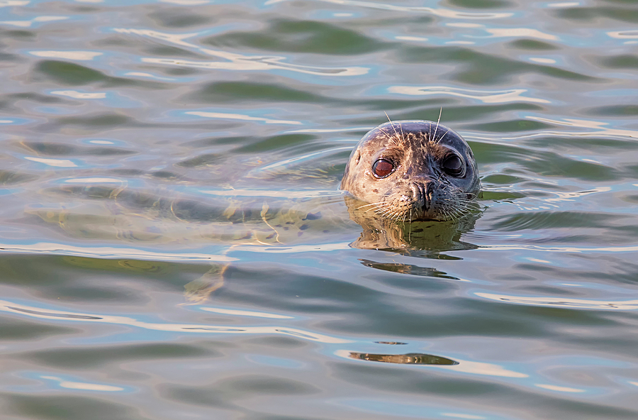 Seal in the River Photograph by Loree Johnson