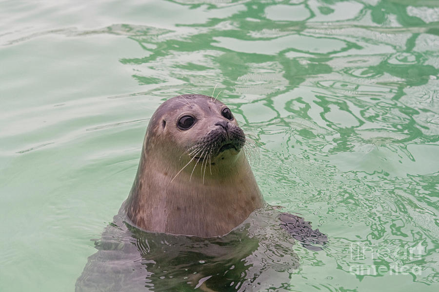 Seal in water Photograph by Patricia Hofmeester