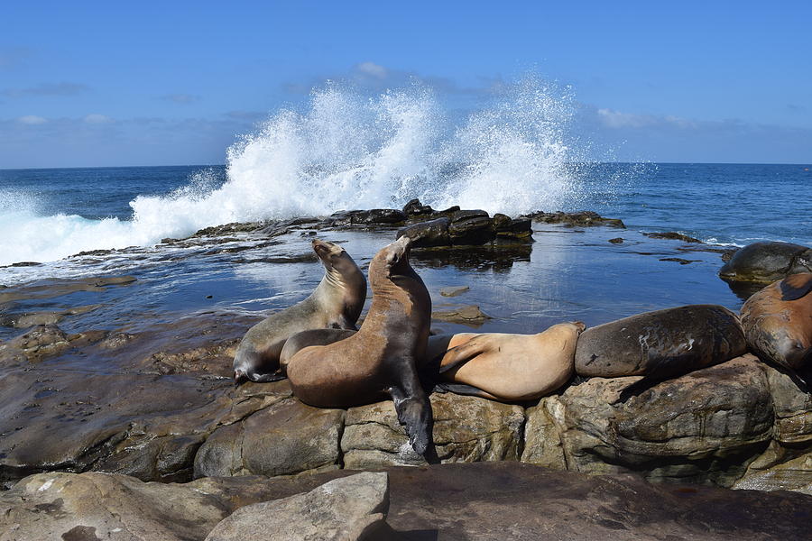 Seal Lions on Rocky Shore  Photograph by Eric Johansen