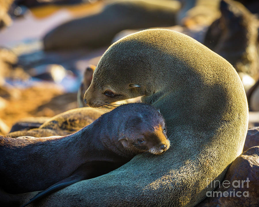 Seal Mom and Pup Photograph by Inge Johnsson