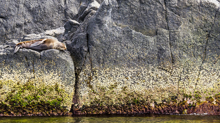 Wildlife Photograph - seal - Montague Island - Australia by Steven Ralser