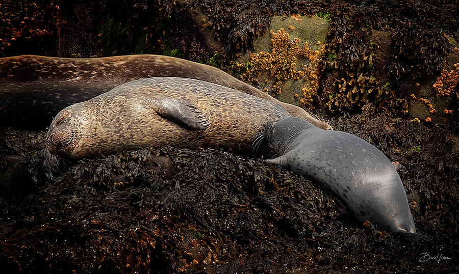 Seal Nursing Pup by David A Lane Seal Nursing Pup by David A Lane