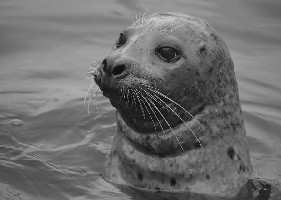 Seal of Approval B n W Photograph by Richard Andrews | Fine Art America