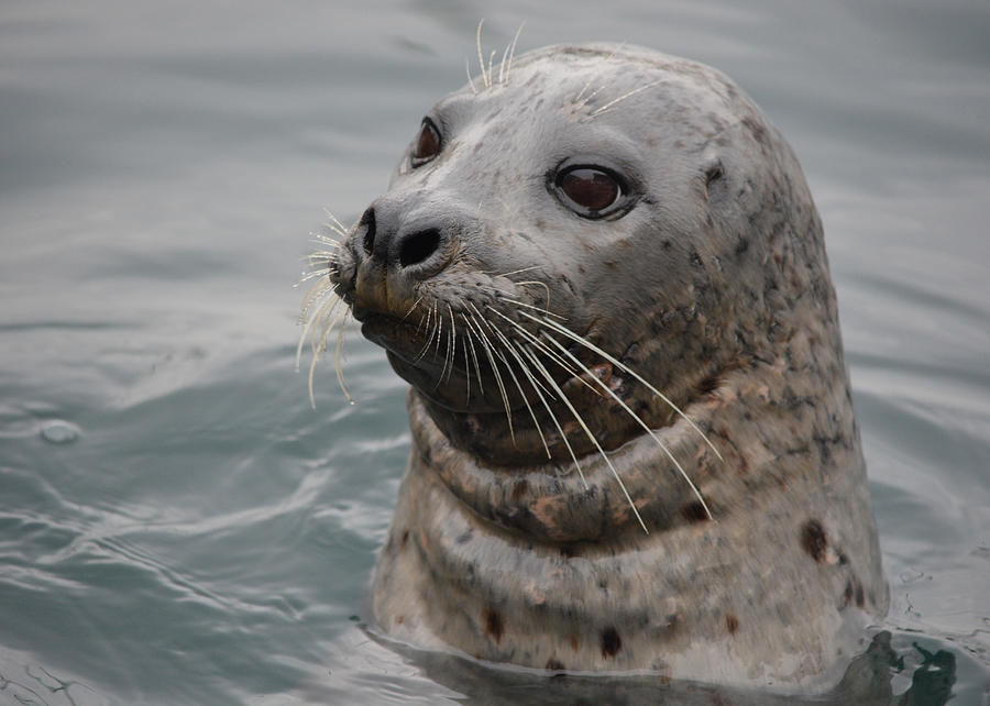Wildlife Photograph - Seal of Approval by Richard Andrews