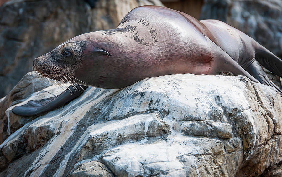 Seal On The Rocks Photograph by Linda Pulvermacher - Pixels