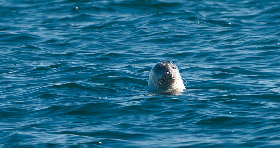 Seal Photograph by Paul Mangold