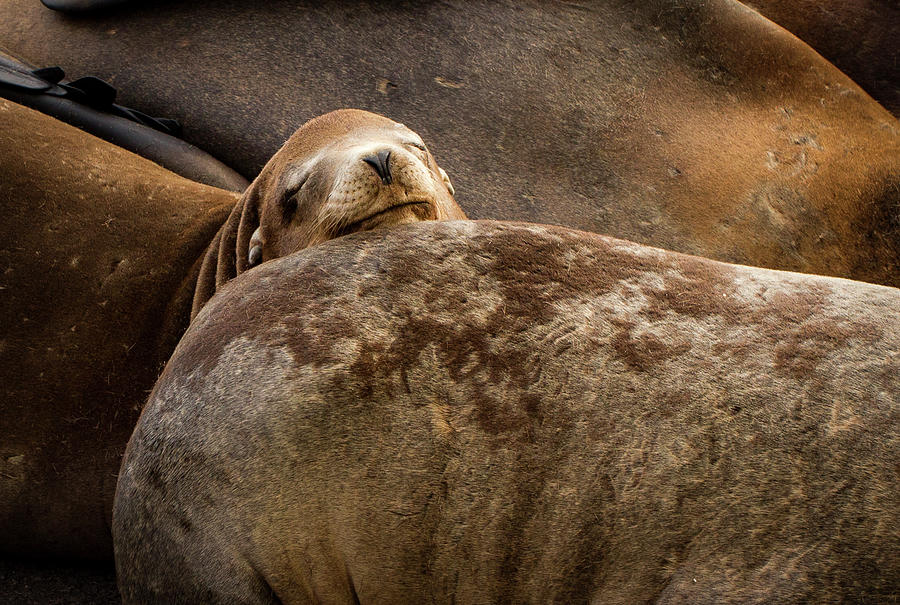 Animal Photograph - Seal Pillow by Jean Noren