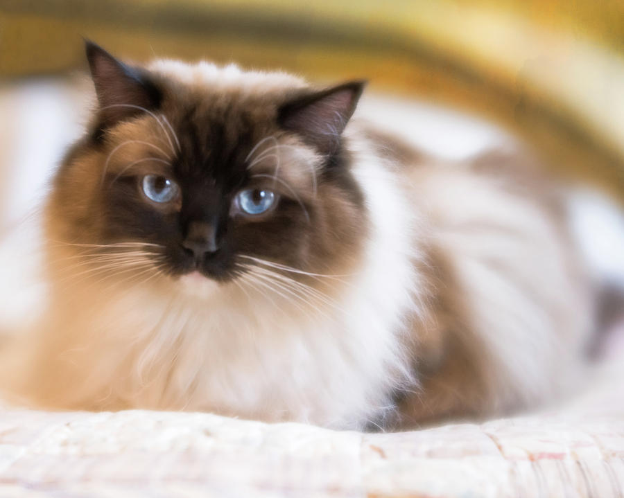 Seal Point Bicolor Ragdoll Cat Photograph by Jennifer Grossnickle