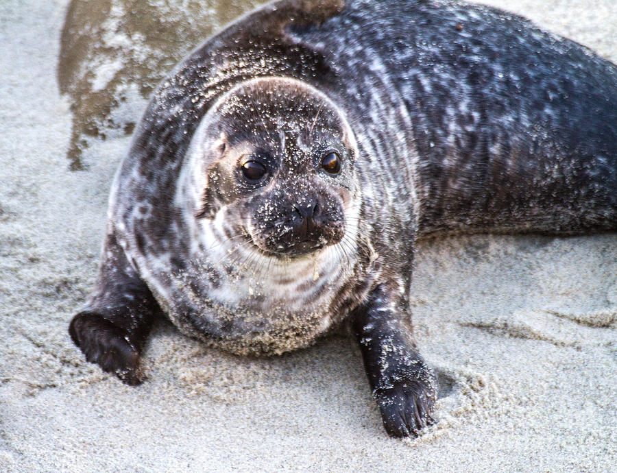 Seal Pup in the Sand Photograph by Ruth Jolly