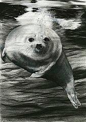 Seal pup Drawing by Leizel Grant