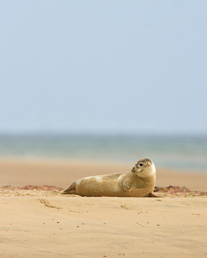 Seal Pup Photograph by Pete Walkden