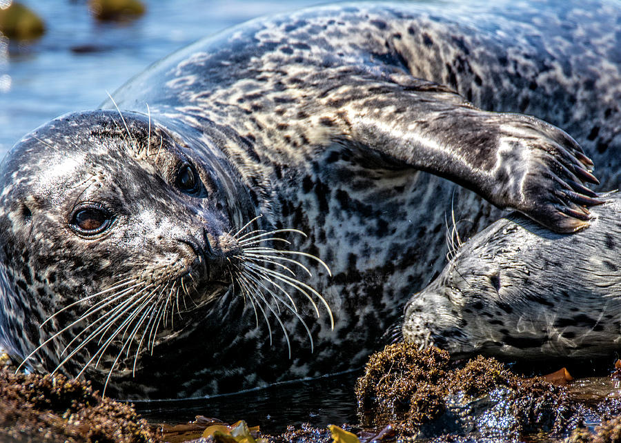 Seal pup with Mom Photograph by Bill Posner