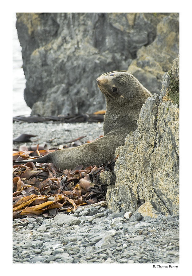 Seal Photograph by R Thomas Berner