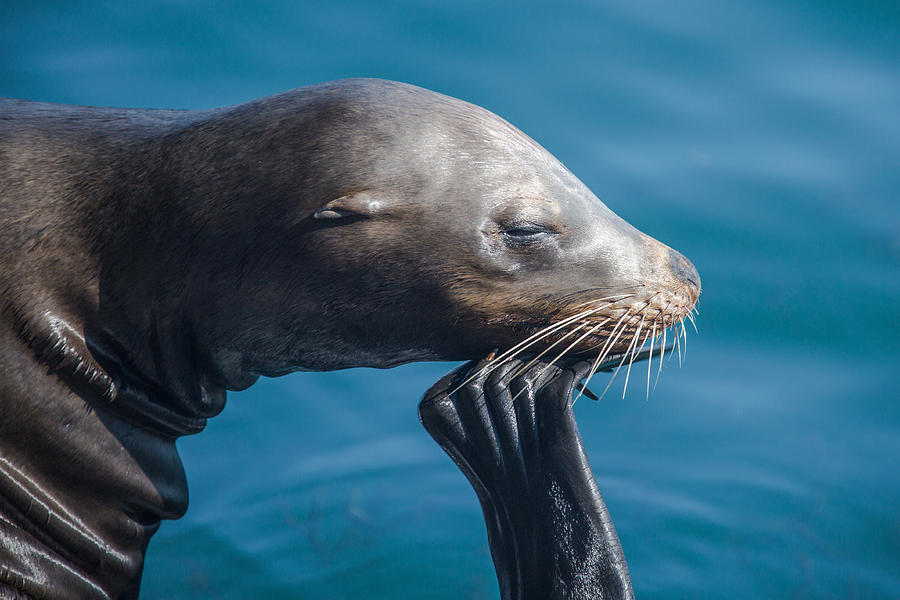 Seal Photograph - Seal by Ralf Kaiser