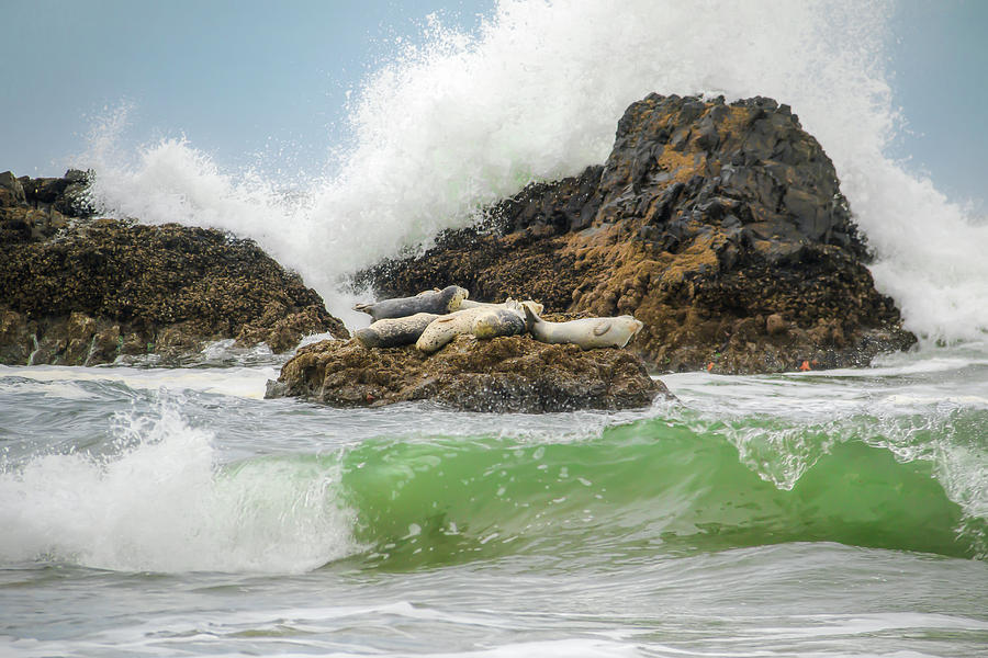 Seal Rock Haul-Out Photograph by Kristina Rinell