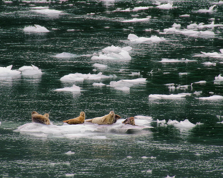 Seal Team 6 Photograph by Steven Richardson