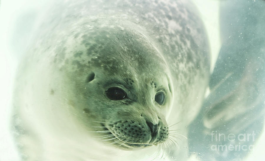Seal underwater in close up Photograph by Patricia Hofmeester