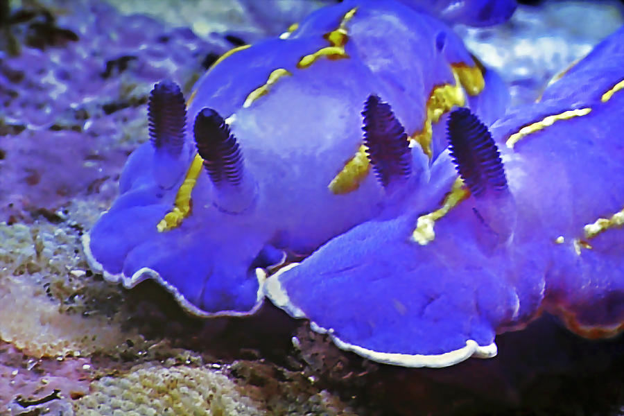 Sealife Underwater Snails Photograph by Alexandra Till