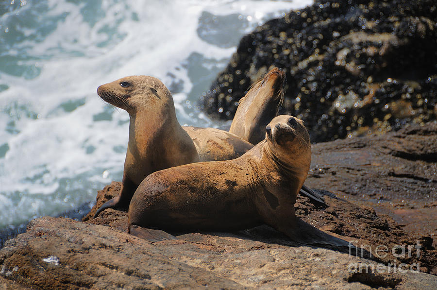 Nature Photograph - Sealions by Marc Bittan