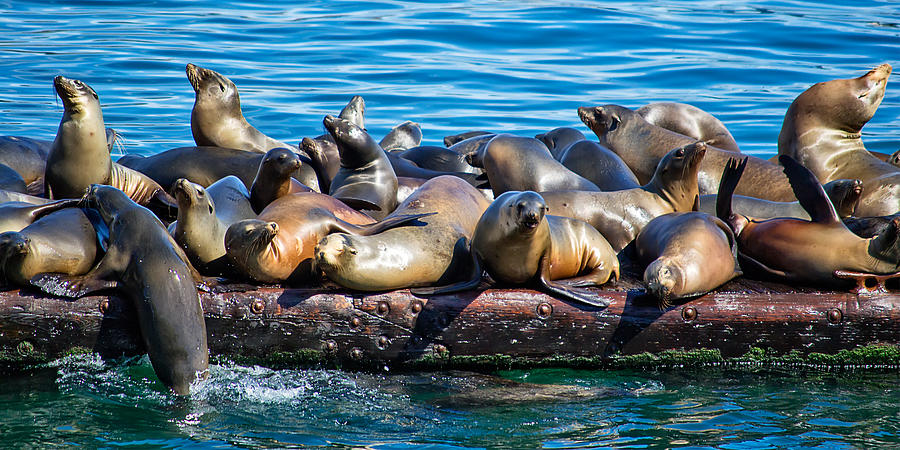 Sealions on a Floating Dock Another View Photograph by Anthony Murphy