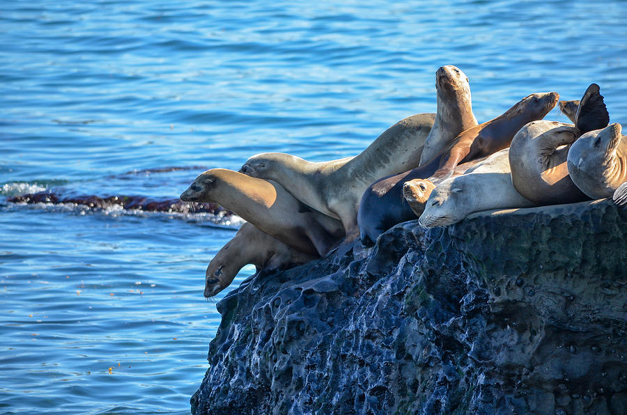 Sealions on the Cliff Photograph by Asif Islam