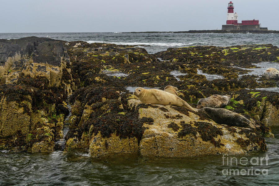 Seals and Lighthouse Photograph by Elvis Vaughn