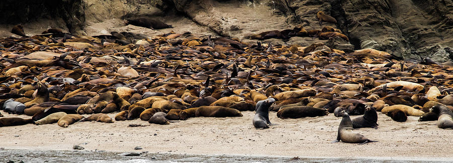 Seals and Sea Lions Photograph by TL Mair - Fine Art America