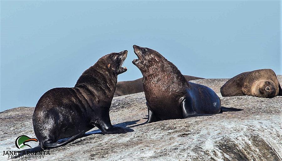 Seals Barking Photograph by Janet Argenta
