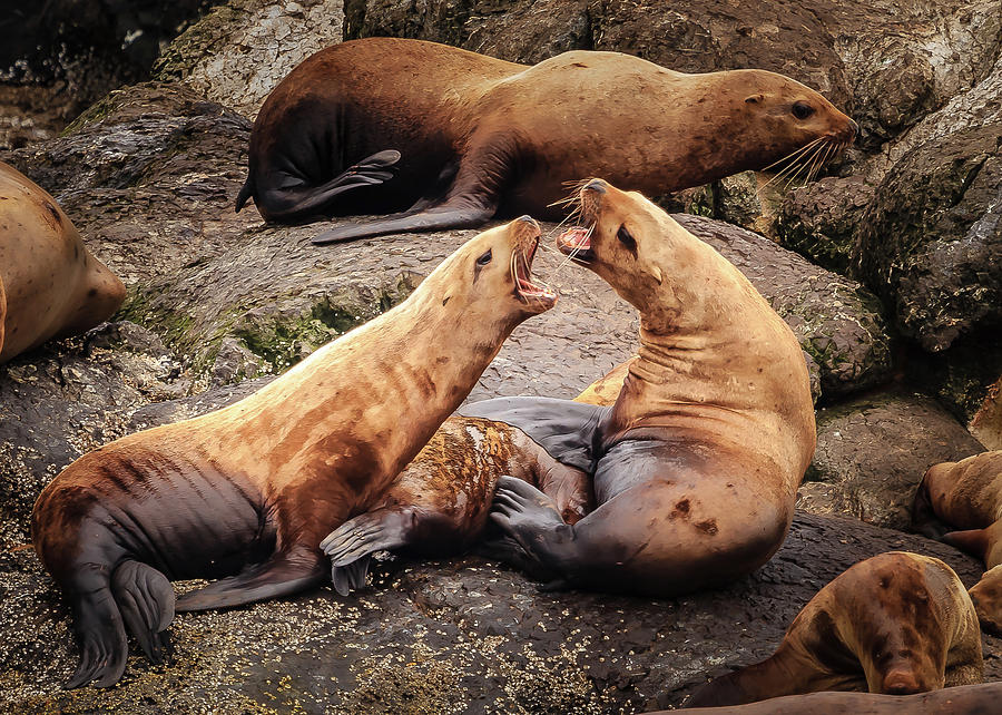 Seals in Disagreement Photograph by Joni Eskridge