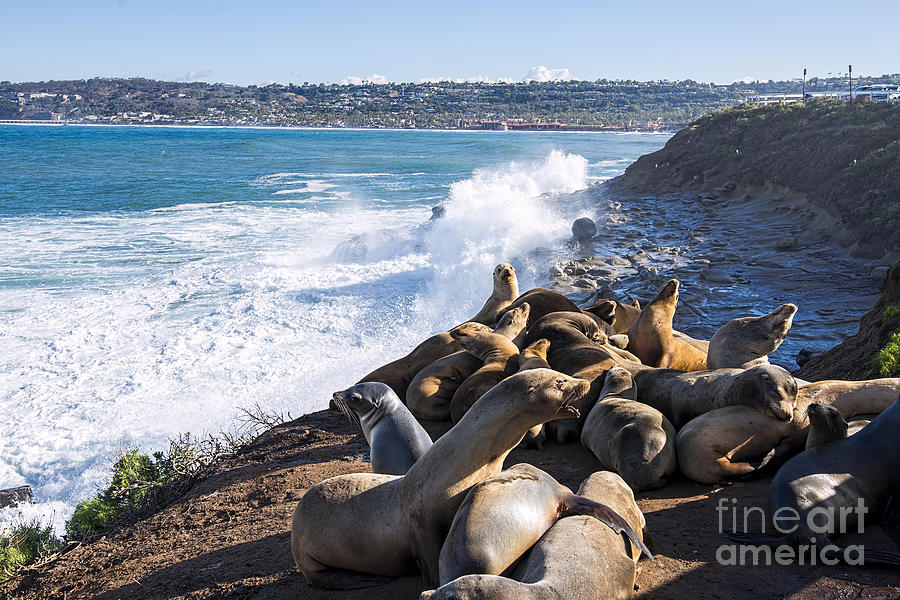 Seals La Jolla Cove Photograph by Baywest Imaging