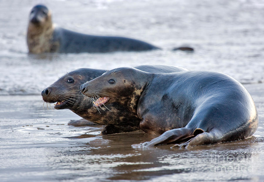 Seals Photograph by Louise Heusinkveld