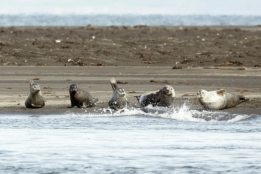 Animal Photograph - Seals of Hvitserkur by Betsy Knapp