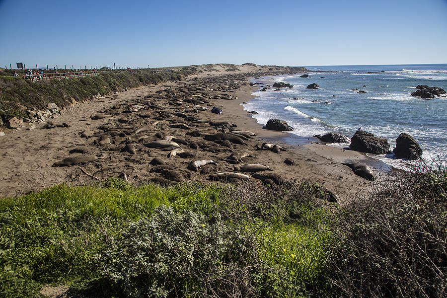Seals on Beach on Highway 1 Photograph by John McGraw