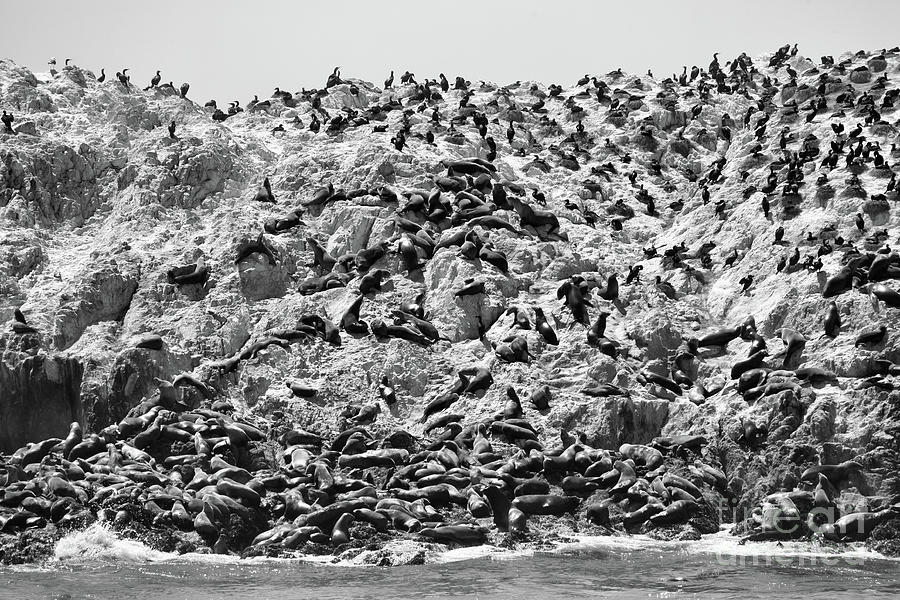 Seals on Island BW Photograph by Chuck Kuhn