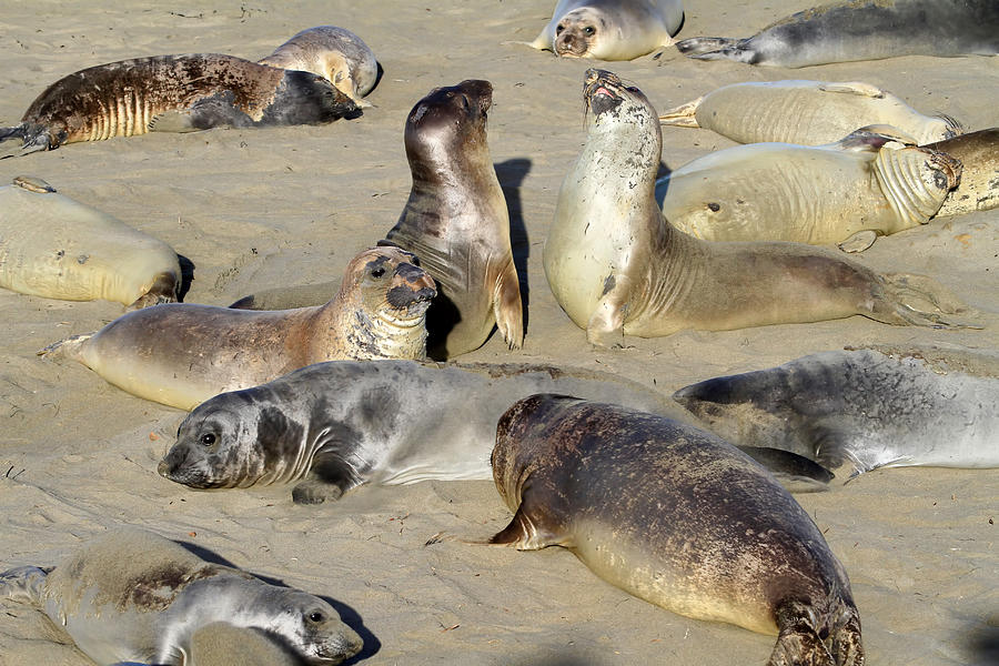 Beach Photograph - Seals on the Beach by Donna Kennedy