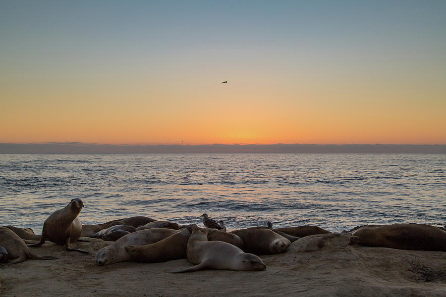 Seals relaxing at Sunset Photograph by M C Hood