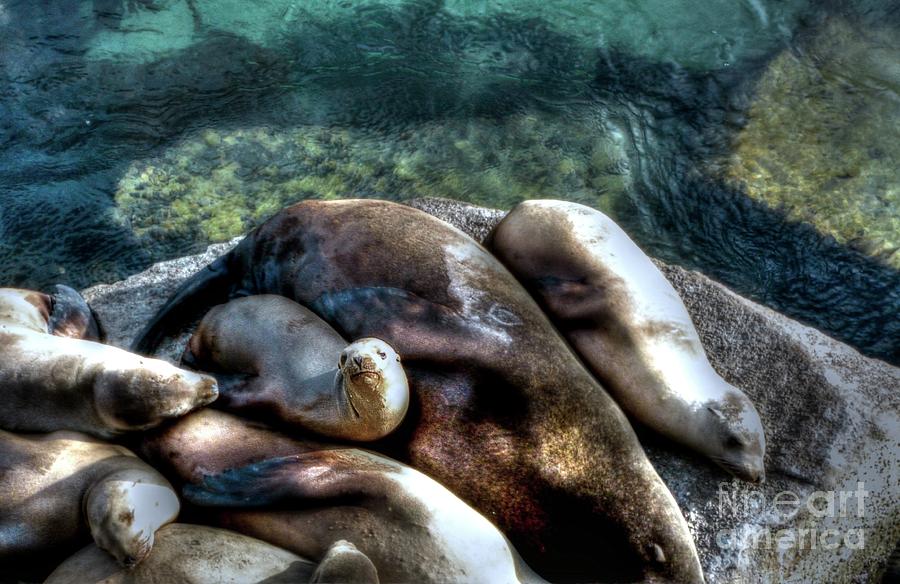 Seals Sleeping Photograph by Joe Lach