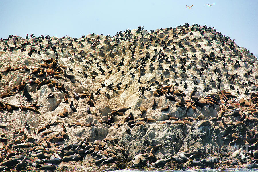 Seals Sleeping on Rock  Photograph by Chuck Kuhn