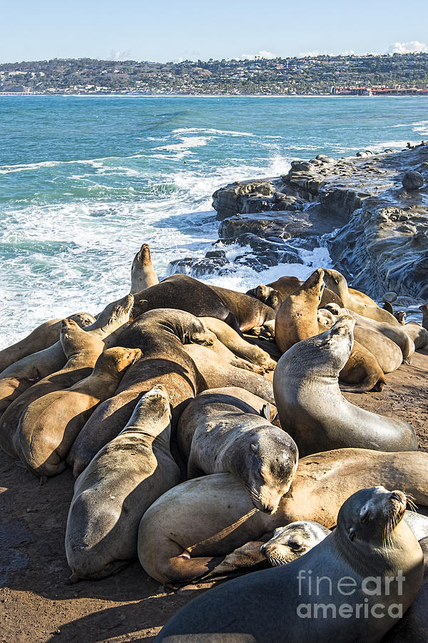 Seals Sunbathing Photograph by Baywest Imaging