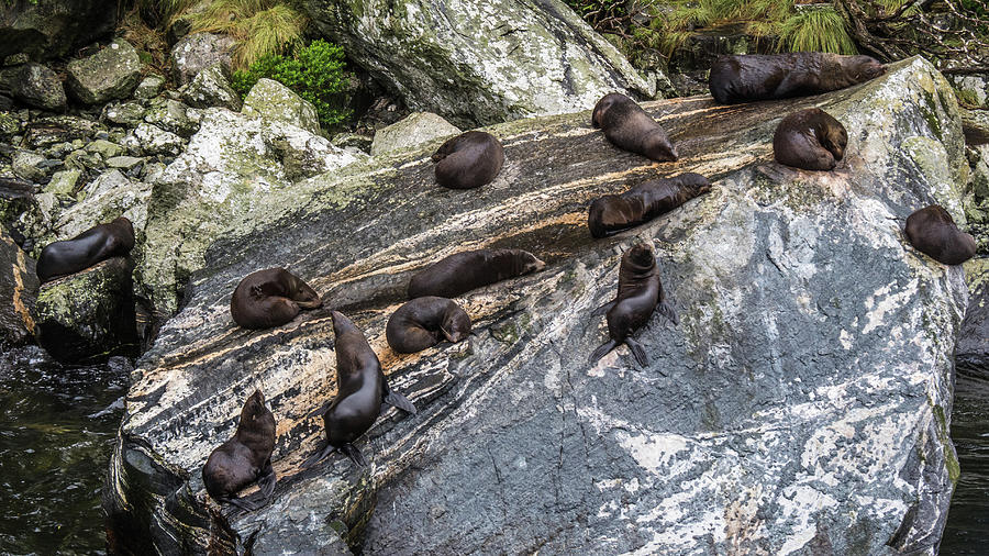 Seals Photograph by Walt Sterneman