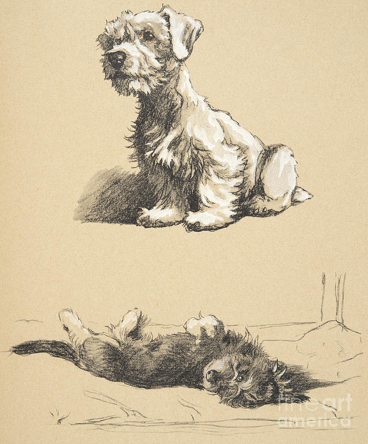 Cecil Charles Windsor Aldin Drawing - Sealyham and Rough Dachund Puppy, 1930 by Cecil Charles Windsor Aldin