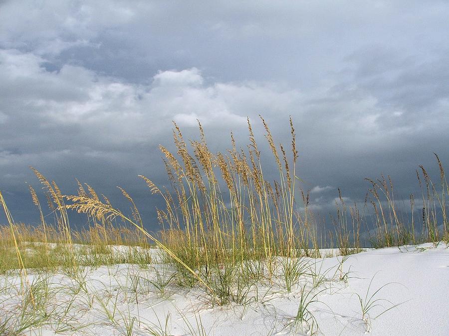 Seaoat Dune Photograph by Kirby Anderson