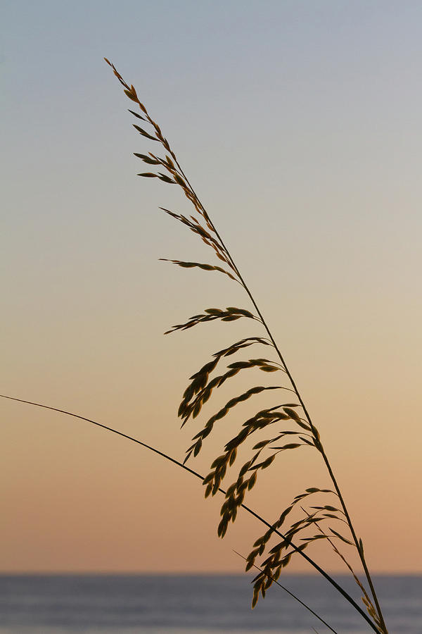 Seaoats By The Sea Photograph