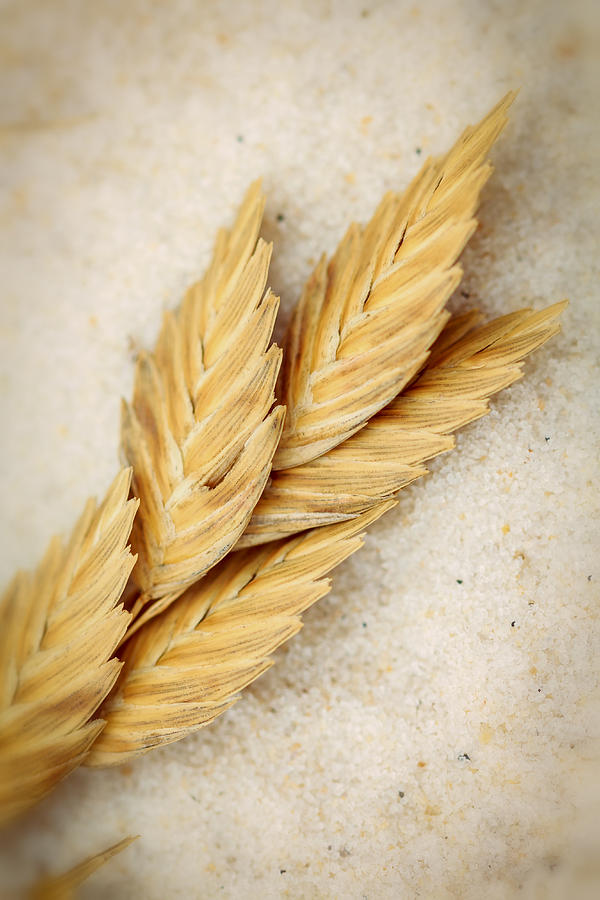 Seaoats in the Sand Photograph by Gary Oliver - Fine Art America