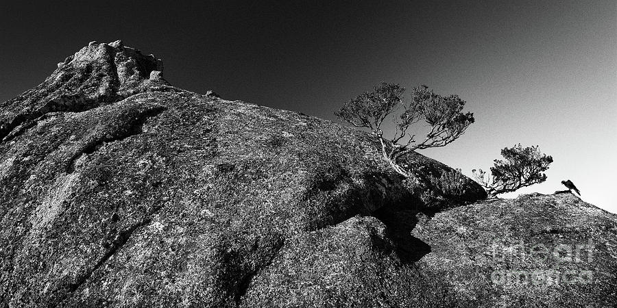Searcher by Russell Brown Searcher by Russell Brown