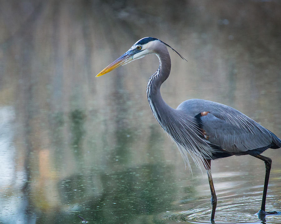 Searching for Lunch by Julie Andel Searching for Lunch by Julie Andel